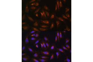Immunofluorescence analysis of U-2 OS cells using NRBF2 antibody  at dilution of 1:100.