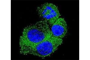 Confocal immunofluorescent analysis of anti-APP antibody with HepG2 cells followed by Alexa Fluor 488-conjugated goat anti-rabbit lgG (green).