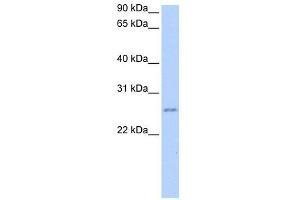 RPESP antibody used at 2 ug/ml to detect target protein. (RPESP antibody  (C-Term))