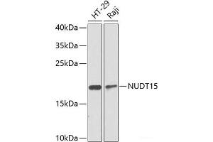 NUDT15 antibody