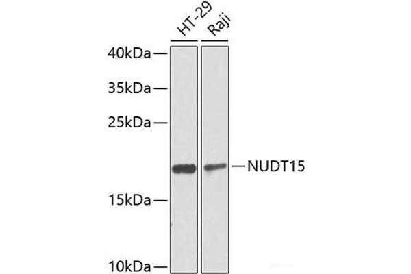 NUDT15 抗体