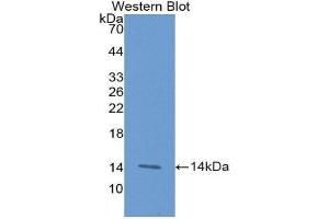 Western Blotting (WB) image for anti-Tumor Necrosis Factor Receptor Superfamily, Member 9 (TNFRSF9) (AA 40-153) antibody (ABIN1174751) (CD137 antibody  (AA 40-153))