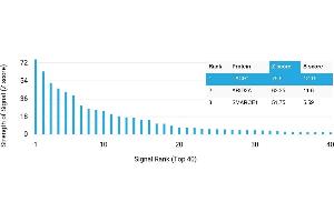 Protein Array (PAr) image for anti-Tachykinin Receptor 1 (TACR1) antibody (ABIN7456061) (TACR1 antibody)