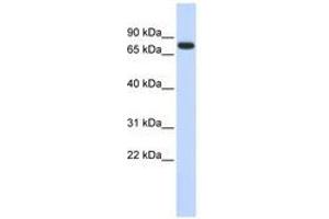 Image no. 1 for anti-Ankyrin Repeat Domain 13B (ANKRD13B) (AA 540-589) antibody (ABIN6741195) (ANKRD13B antibody  (AA 540-589))