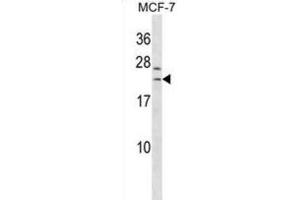 Western Blotting (WB) image for anti-SAP30-Like (SAP30L) antibody (ABIN3000391)