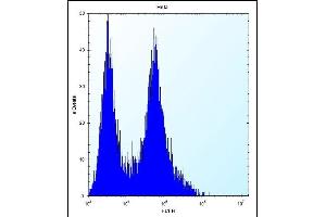 PHB Antibody (Center) (ABIN389162 and ABIN2839329) flow cytometric analysis of Hela cells (right histogram) compared to a negative control cell (left histogram). (Prohibitin antibody  (AA 89-117))