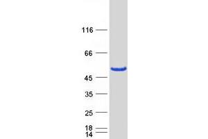 Validation with Western Blot