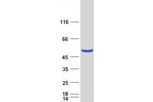 Validation with Western Blot (ERMN Protein (Transcript Variant 2) (Myc-DYKDDDDK Tag))