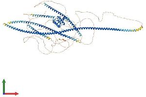 AlphaFold protein structure predicition of Human Recombinant SPECC1L Protein, UniprotID Q69YQ0 (SPECC1L Protein (AA 1-1117) (His tag))
