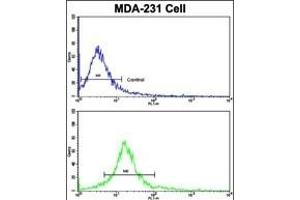 Flow cytometric analysis of MDA-231 cells using DOM3Z Antibody (N-term Y88)(bottom histogram) compared to a negative control cell (top histogram).