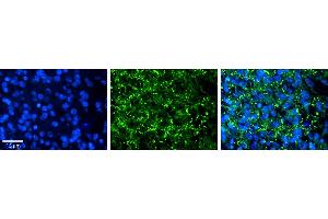 Rabbit Anti-AREL1 Antibody     Formalin Fixed Paraffin Embedded Tissue: Human Pineal Tissue  Observed Staining: Cytoplasmic in vesicles in cell bodies of pinealocytes  Primary Antibody Concentration: 1:100  Secondary Antibody: Donkey anti-Rabbit-Cy3  Secondary Antibody Concentration: 1:200  Magnification: 20X  Exposure Time: 0. (AREL1 antibody  (N-Term))