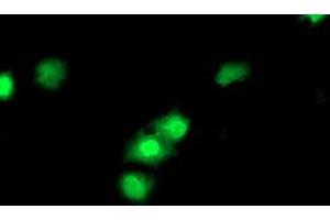 Anti-CDKN3 mouse monoclonal antibody (ABIN2455051) immunofluorescent staining of COS7 cells transiently transfected by pCMV6-ENTRY CDKN3 (RC213080). (CDKN3 antibody)