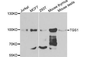 Western blot analysis of extracts of various cells, using TGS1 antibody. (TGS1 antibody)
