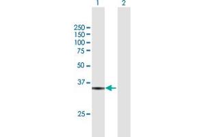 Western Blot analysis of RFC5 expression in transfected 293T cell line by RFC5 MaxPab polyclonal antibody. (RFC5 antibody  (AA 1-340))
