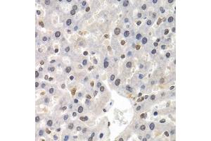 Immunohistochemistry of paraffin-embedded rat liver using GTF2F1 antibody. (GTF2F1 antibody)