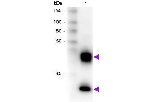 Western Blot of Biotin Donkey Anti-Mouse IgG Pre-Adsorbed secondary antibody. (Donkey anti-Mouse IgG (Heavy & Light Chain) Antibody (Biotin) - Preadsorbed)