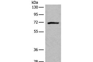 EMR3 antibody