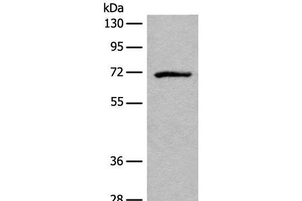 EMR3 antibody