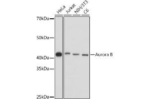 Western blot analysis of extracts of various cell lines, using Aurora B antibody (ABIN7265783) at 1:1000 dilution. (Aurora Kinase B antibody  (AA 1-344))