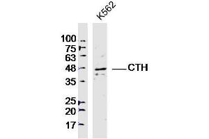 Lane 1: K562 lysates probed with CTH Polyclonal Antibody, Unconjugated  at 1:300 overnight at 4˚C. (CTH antibody)