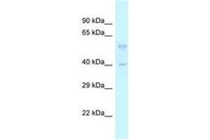 Image no. 1 for anti-Transforming Growth Factor, beta 3 (TGFB3) (AA 173-222) antibody (ABIN6747573) (TGFB3 antibody  (AA 173-222))