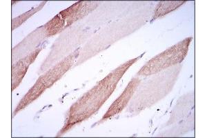 Immunohistochemical analysis of paraffin-embedded striated muscle tissues using AlCAM mouse mAb with DAB staining. (CD166 antibody  (AA 405-524))