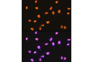 Immunofluorescence (IF) image for anti-Splicing Factor Proline/glutamine-Ric (SFPQ) antibody (ABIN7270547)