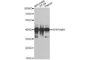 Western blot analysis of extracts of various cell lines, using SERPINB5 antibody (ABIN1874736) at 1:1000 dilution. (SERPINB5 antibody)