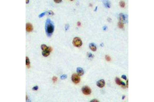 NOM1 antibody  (C-Term)