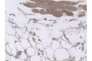 IHC-P analysis of Mouse Skin Tissue, with DAB staining.