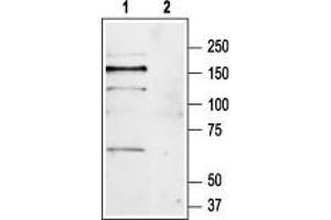 Western blot analysis of mouse brain lysate: - 1. (Metabotropic Glutamate Receptor 1 antibody  (Extracellular, N-Term))