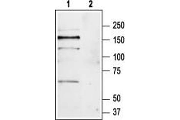 Metabotropic Glutamate Receptor 1 anticorps  (Extracellular, N-Term)