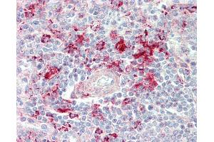 Anti-MCF2L / DBS antibody IHC staining of human spleen. (MCF2L antibody  (AA 1049-1075))