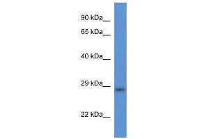 WB Suggested Anti-Tmem33 Antibody   Titration: 1. (TMEM33 antibody  (Middle Region))