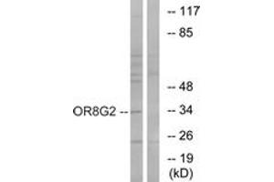 Western blot analysis of extracts from HT-29 cells, using OR8G2 Antibody. (OR8G2 antibody  (AA 237-286))