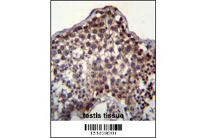 PQLC2 Antibody immunohistochemistry analysis in formalin fixed and paraffin embedded human testis tissue followed by peroxidase conjugation of the secondary antibody and DAB staining. (PQLC2 antibody  (C-Term))