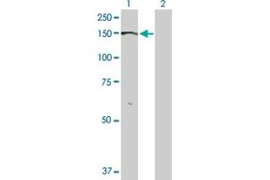 Western Blot analysis of BMPR2 expression in transfected 293T cell line by BMPR2 MaxPab polyclonal antibody. (BMPR2 antibody  (AA 1-1038))