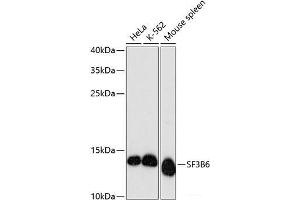 Western blot analysis of extracts of various cell lines using SF3B6 Polyclonal Antibody at dilution of 1:3000. (Pre-mRNA Branch Site Protein p14 (SF3B14) antibody)