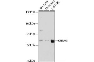 Western blot analysis of extracts of various cell lines using CHRM3 Polyclonal Antibody at dilution of 1:3000. (CHRM3 antibody)