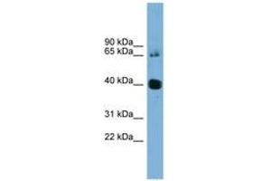 Image no. 1 for anti-Nodal Homolog (NODAL) (AA 35-84) antibody (ABIN6744117) (Nodal antibody  (AA 35-84))