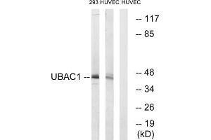Western blot analysis of extracts from 293 cells and HUVEC cells, using UBAC1 antibody. (UBAC1 antibody  (Internal Region))