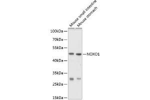 Western blot analysis of extracts of various cell lines, using NOXO1 antibody (ABIN6128330, ABIN6144758, ABIN6144759 and ABIN6214747) at 1:1000 dilution. (NOXO1 antibody  (AA 121-370))