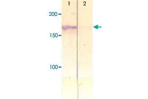 The cell lysate derived from insulin stimulated CHO was immunoprecipitated by IRS1 (phospho Y612) polyclonal antibody , then immunoprobed by the same antibody at 1 : 500 (Lane 1).