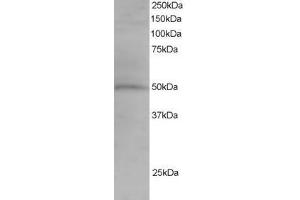 Image no. 1 for anti-Sorting Nexin 5 (SNX5) (AA 400-412) antibody (ABIN297687)
