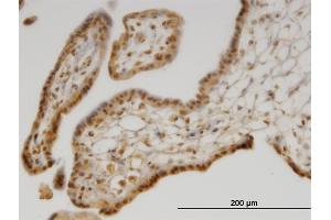 Immunoperoxidase of monoclonal antibody to SEPX1 on formalin-fixed paraffin-embedded human placenta. (MSRB1 antibody  (AA 1-84))