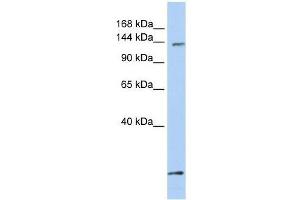 C21orf66 antibody used at 0. (PAX3 and PAX7 Binding Protein 1 (PAXBP1) (C-Term) antibody)