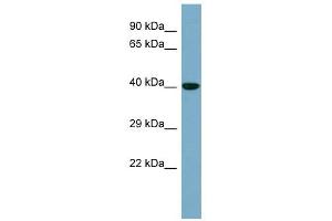 KCTD16 antibody used at 1 ug/ml to detect target protein. (KCTD16 antibody  (N-Term))