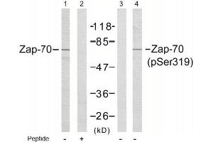 Image no. 1 for anti-zeta-Chain (TCR) Associated Protein Kinase 70kDa (ZAP70) (pTyr319) antibody (ABIN196885) (ZAP70 antibody  (pTyr319))