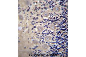 DRG1 Antibody (C-term) (ABIN656551 and ABIN2845813) immunohistochemistry analysis in formalin fixed and paraffin embedded human cerebellum tissue followed by DAB staining with peroxidase conjugation of the secondary antibody. (DRG1 antibody  (C-Term))
