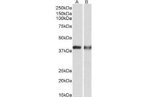 ABIN1782185 (0. (CAPG antibody  (Internal Region))